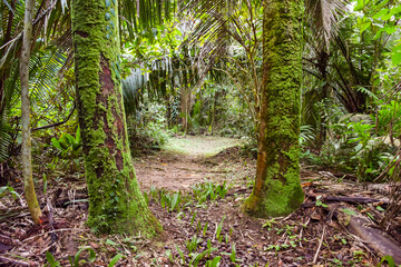green jungle landscape full of vegetation and trees in Cockscomb Basin Forest Reserve