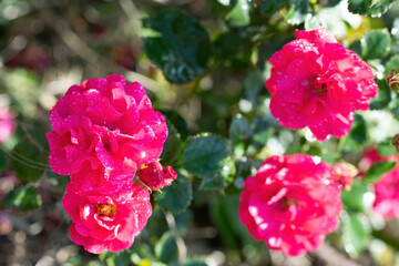 Red rose flower in drops