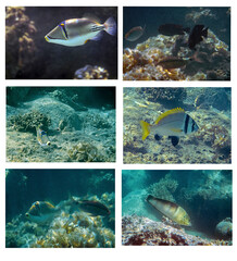 Collage of the fishes inhabiting coral reefs  at the Red Sea, Middle East