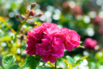 Red rose flower in drops