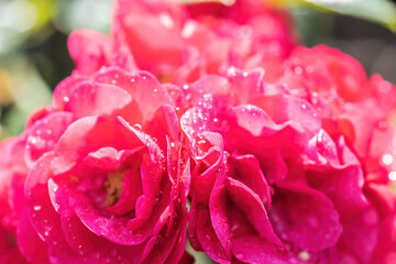 Red rose flower in drops