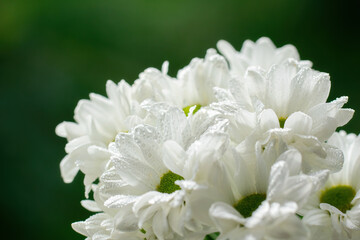 Wet chrysanthemum macro photo