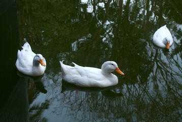 Patos blancos.