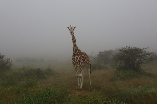 Beautiful isolated African reticulated giraffe on misty morning in Maasai Mara, Kenya
