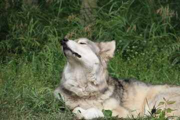 Loki In The Grass, Yamnuska Wolfdog Sanctuary, Cochrane, Alberta