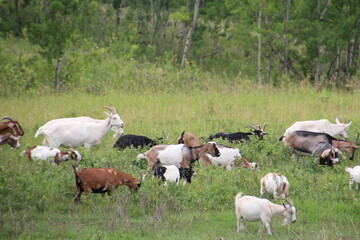 Obraz na płótnie Canvas Goats In The Field, Yamnuska Wolfdog Sanctuary, Cochrane, Alberta