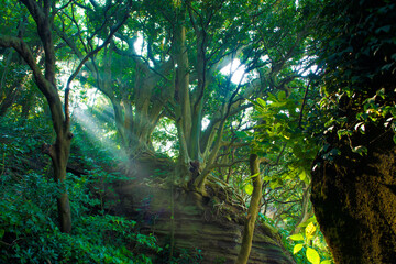 横須賀の観音埼灯台までの道で見た後光