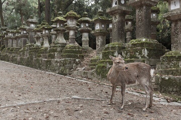 Deer in Kasuga Grand Shrine, Nara, Japan. Deer is cherished as a divine force of God