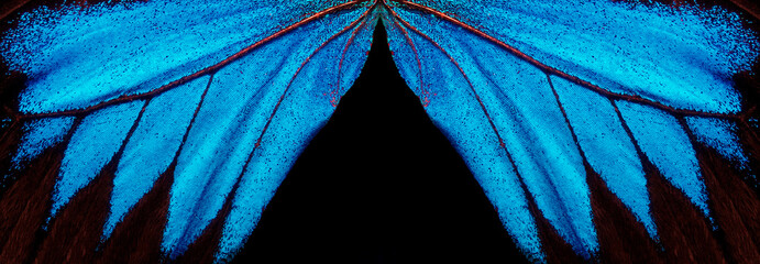 Wings of a butterfly Ulysses. Wings of a butterfly texture background. Butterfly wings ornament.