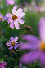 Fototapeta premium Cosmos flowers on a blurred background.