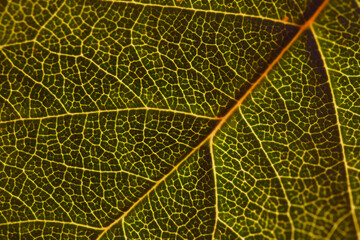 Fototapeta na wymiar Leaf of a fruit shrub close-up. Mosaic pattern of a net of yellow veins and green plant cells. Dark background or wallpaper on a floral theme. Macro