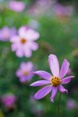 Cosmos flowers on a blurred background.