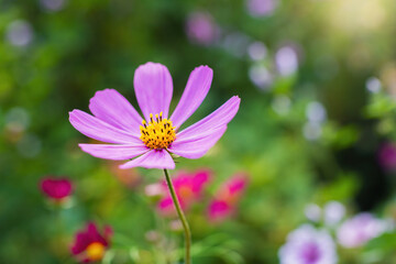 Obraz premium Cosmos flowers on a blurred background.