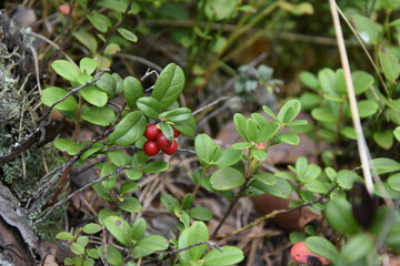red-ripe bilberry