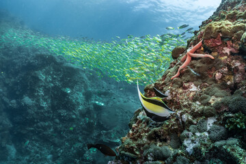Fototapeta na wymiar Big school of fish on coral reef 