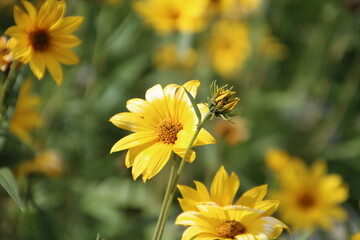 Wild Sunflowers, Banff National Park, Alberta