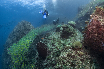scuba divers swim through Big school of fish on coral reef 