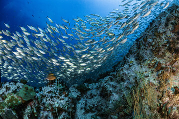 Fototapeta na wymiar Big school of fish on coral reef 
