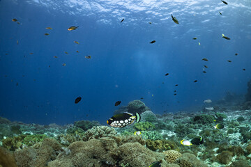 Clown triggerfish and a group of various fish on a coral reef