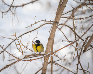 Titmouse on a snowy winter day