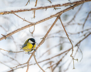 Titmouse on a snowy winter day