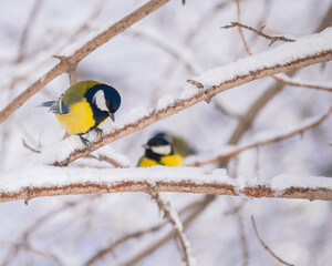 Fototapeta premium Titmouse on a snowy winter day