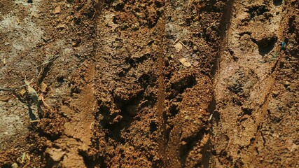 muddy soil from the tropics nature