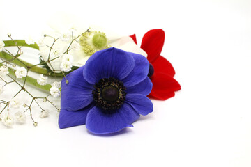 blue anemone isolated in white background
