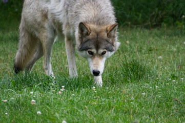 Mid to High-Content Wolfdog Staring Intensely