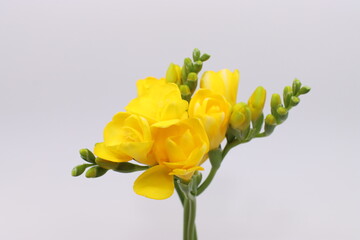 yellow freesia isolated in white background