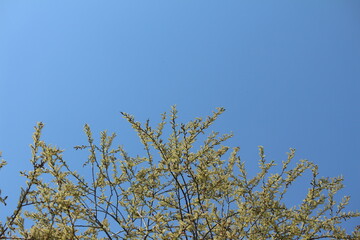 tree branches against blue sky