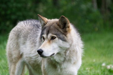 Naklejka na ściany i meble Close Up of a Mid-High Wolfdog