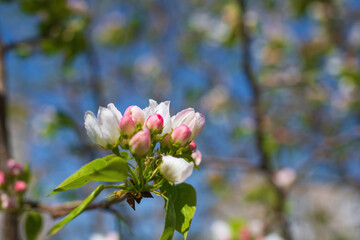 Branch of a blossoming apple tree