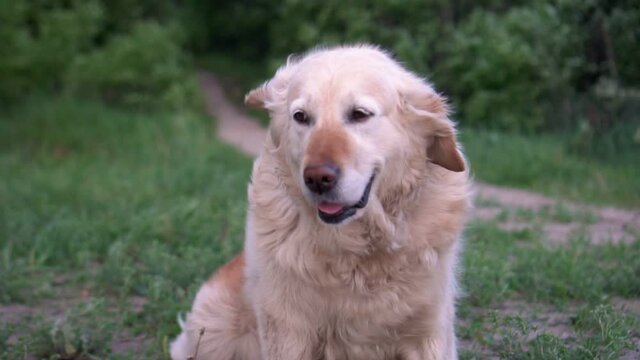 Golden retriever dog resting on green grass in outdoors. Footage in 4K .