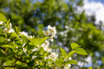 Jasmine bush in full blossom at summer park. blooming jasmine branch with white flowers. Close up of Jasminum bush in a garden. Floral botanical background.