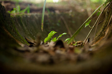 small leaf in the forest