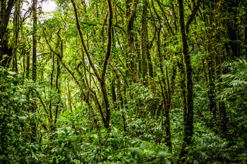 Fototapeta na wymiar tropical forest on the ascent to Cerro Chato volcano