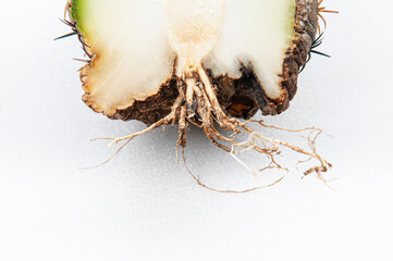 Cactus disease dry root rot caused by fungi, half cut fungi infected Melocactus