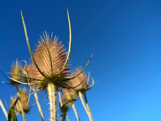 wild flower against blue sky