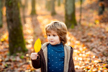 Little child boy in autumn orange leaves, outdoor.