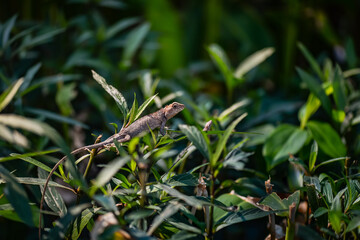 The Thai chameleon, often hiding in the bushes. It was motionless and looking for insect prey in the surrounding area.