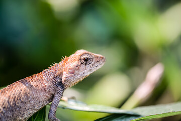 Close-up of the Thai chameleon, often hiding in the bushes. It was motionless and looking for insect prey in the surrounding area.