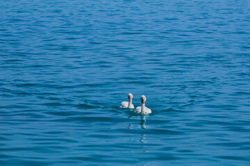 Two baby swans on blue water