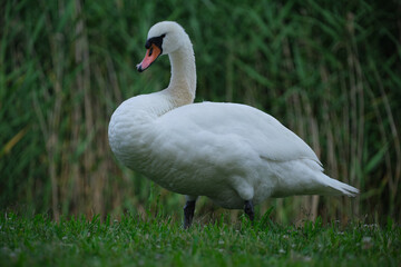 White swan on a background of green grass, close-up