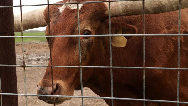 Close up clip of a brown Texas Longhorn beef cattle cow licking her nostrils with her tongue.