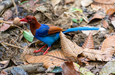 An endemic Bird found in Sri Lanka, the Blue Magpie looking for a morning meal seen at Sinharaja Rain Forest