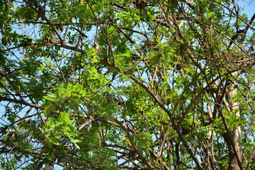 Green tree leaves on tree branches