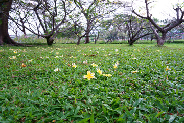 Plumeria petals falling on  green Carpet grass lawn, trees in background
