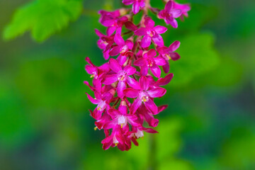 Pink Flowering Currant Blooming Macro