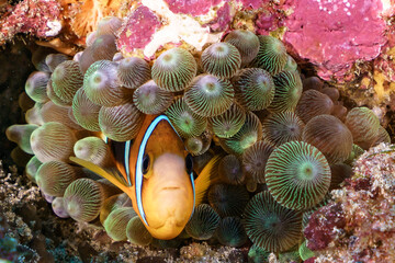 Nemo clown fish in an anemone on coral reef